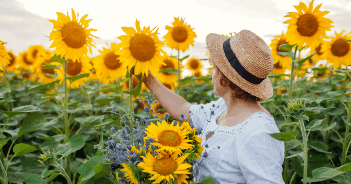 You-Pick Sunflower Festivals & Events