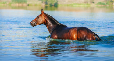 Chincoteague Island Pony Swim