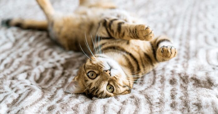 Meow! Kitty Cat Cafes