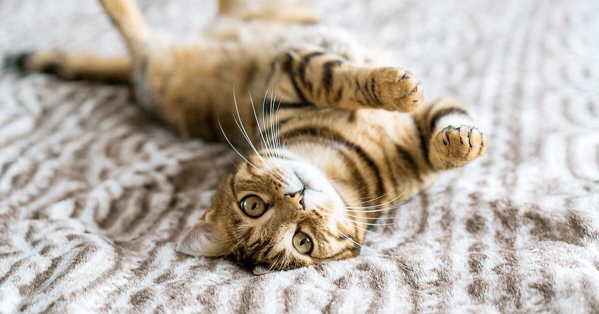 Kitty Cat Cafes