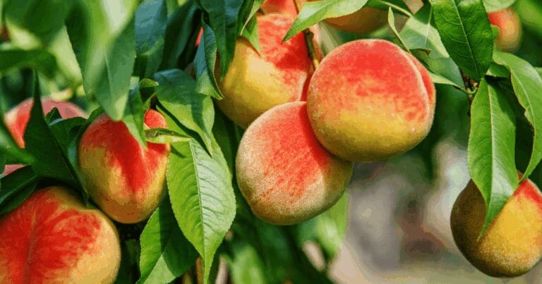 Peach-Perfect You-Pick Farms