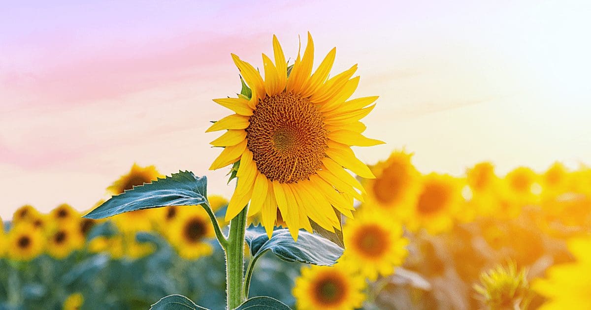 Summer of Sunflowers @ Burnside Farms