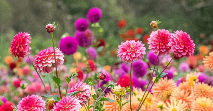 All-You-Can Pick Sunflowers & Wildflowers