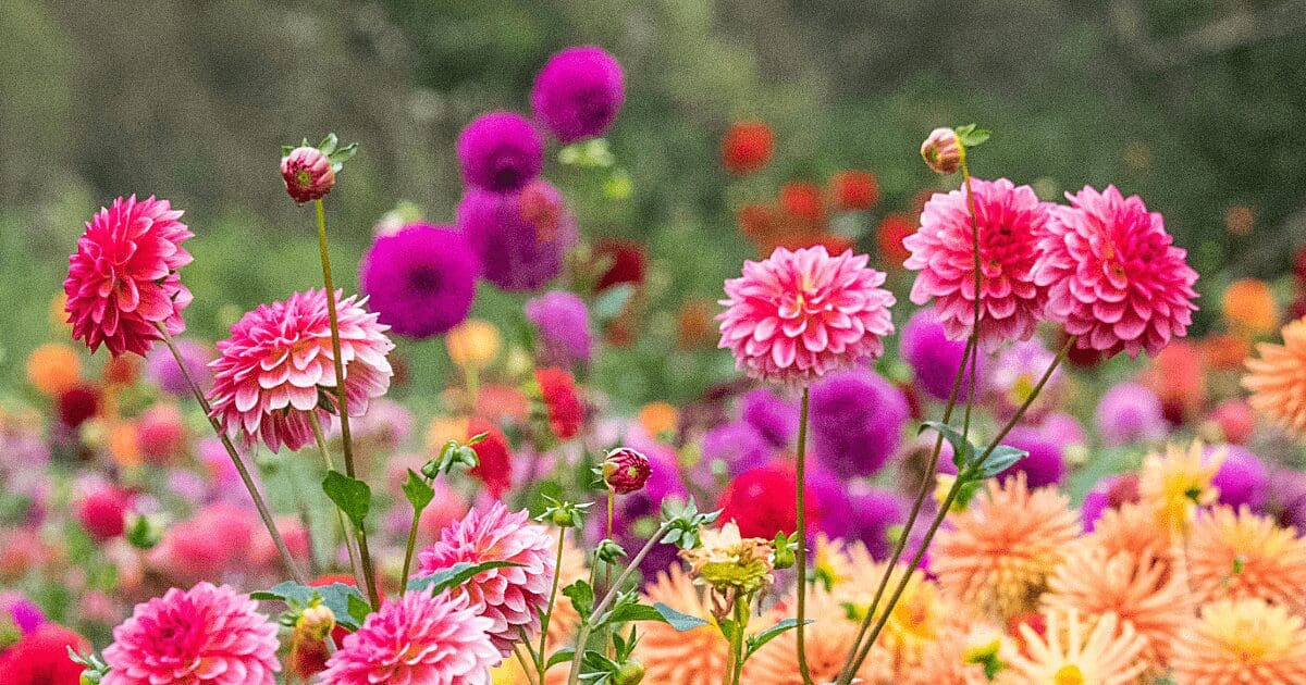 All-You-Can Pick Sunflowers & Wildflowers
