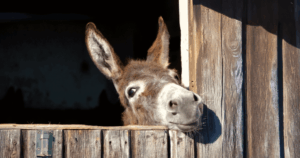 Loudoun County Farm Tour