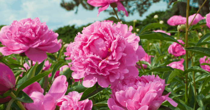 Pick-Your-Own Peonies