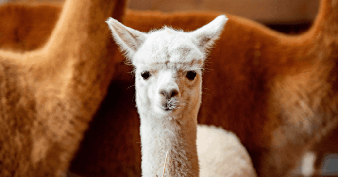 Ever After Alpaca Farm