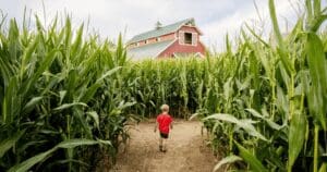 Corn Maze Fun: Get Lost & Found!