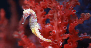 Half-Price Admission @ the National Aquarium