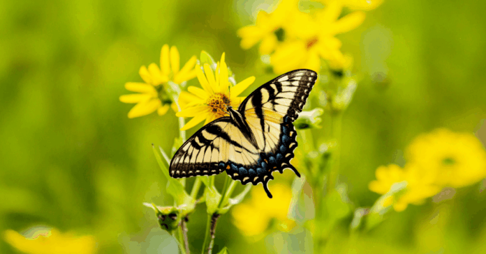 Buzz on Over to the Pollinator Festival