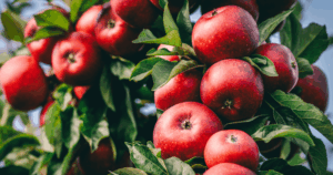 Fresh-Picked Apple Orchard Fun