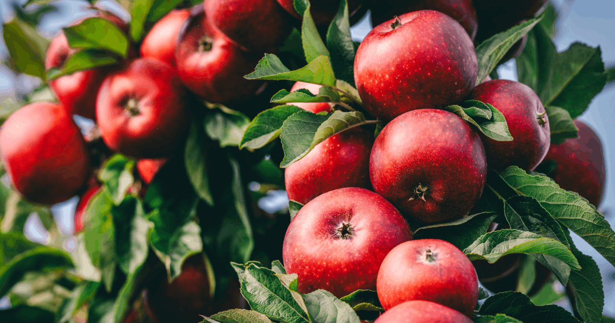 Apple Picking Near Dulles