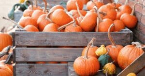 Fall Festival @ Wayside Farm