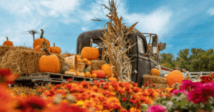 Fall Festivals & Special Events