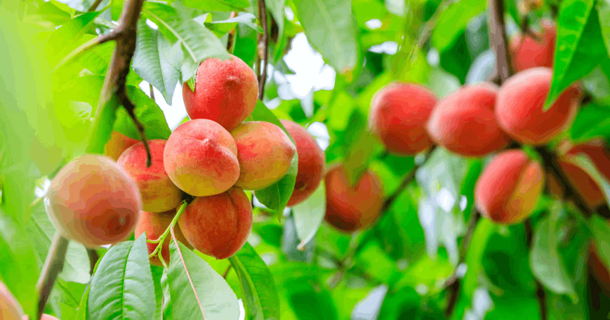 Peach Fuzztival at Great Country Farms