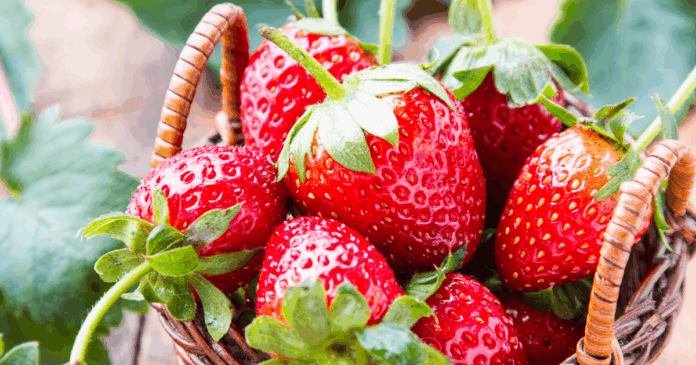 Lincoln Strawberry Festival