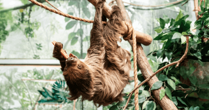 Go Wild @ Leesburg Animal Park