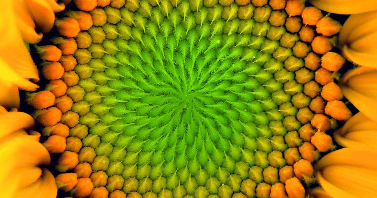 Summer of Sunflowers @ Great Country Farms