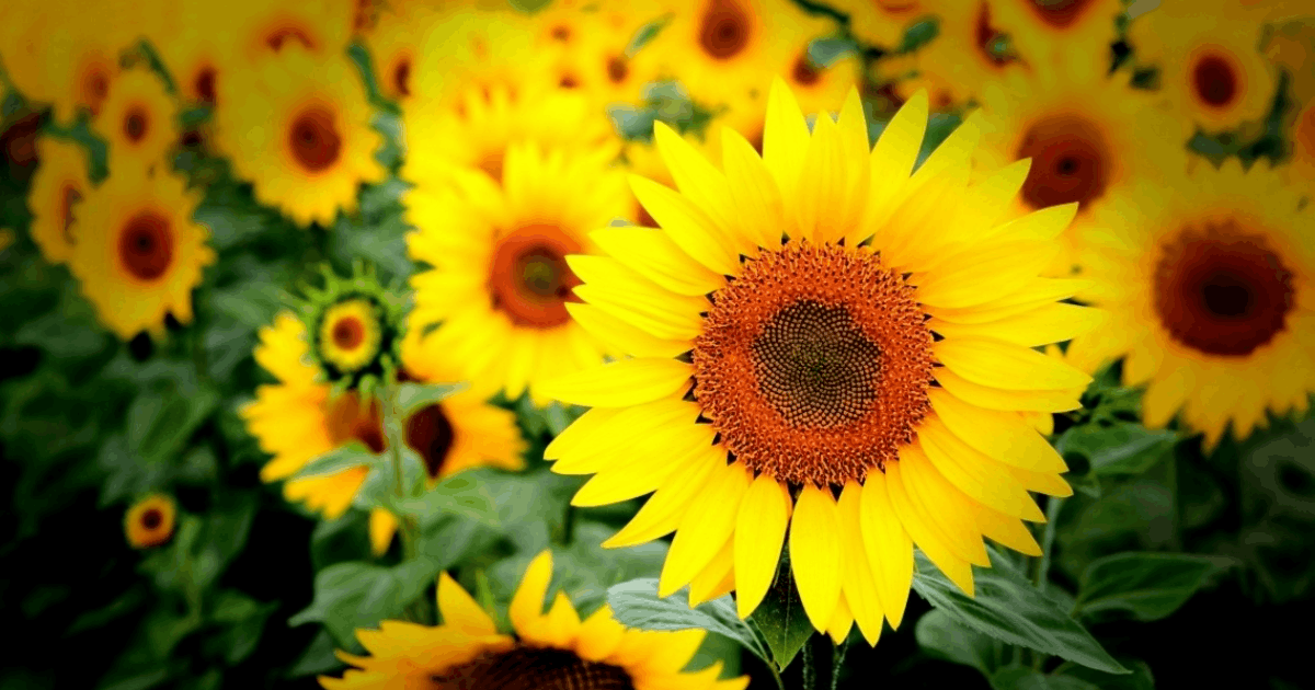 Sunflower Festival @ Homestead Farm at Fruit Hill Orchard