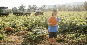 Harvest Fest @ Great Country Farms