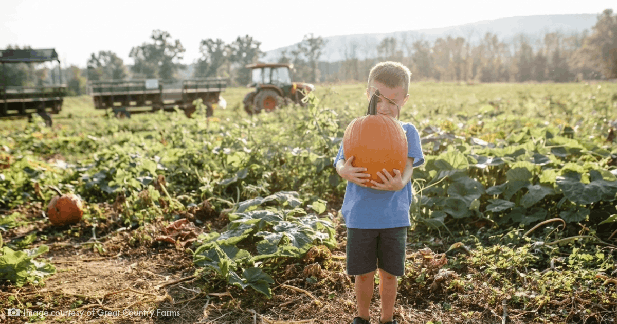 Great Country Farms Fall Pumpkin Harvest Festival