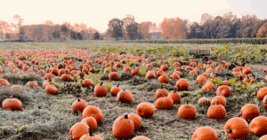 Fall Festival @ Snead's Asparagus Farm