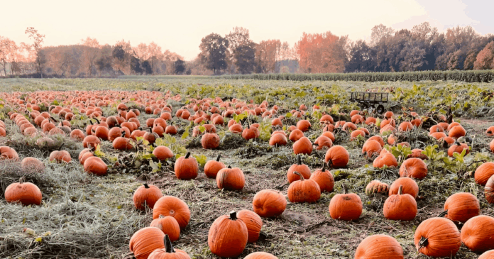 Fall Festival @ Snead’s Asparagus Farm