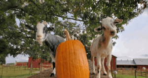 Temple Hall Farm Fall Days (& Flower Field!)