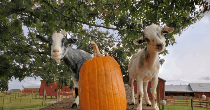 Temple Hall Farm Fall Days (& Flower Field!)