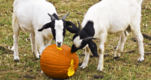 Halloween on the Farm