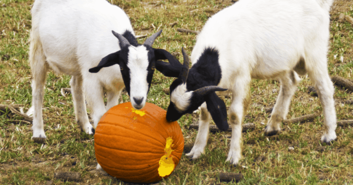 Halloween on the Farm